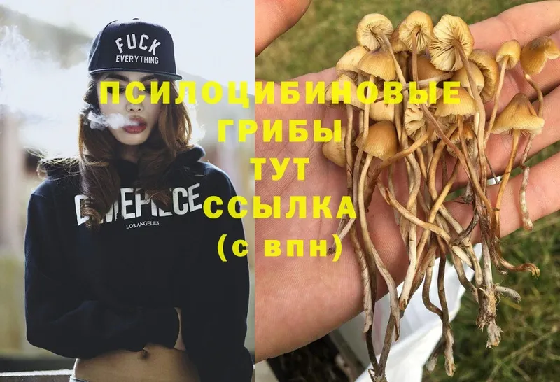 купить   Дубовка  Галлюциногенные грибы Cubensis 